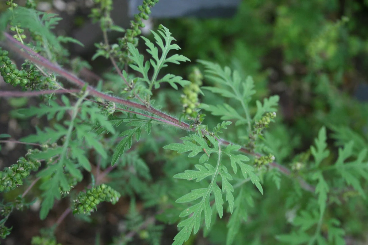 Tiges velues et feuilles vert clair profondément découpées d’un plant d’ambroisie, avec de petits épis floraux verdâtres.