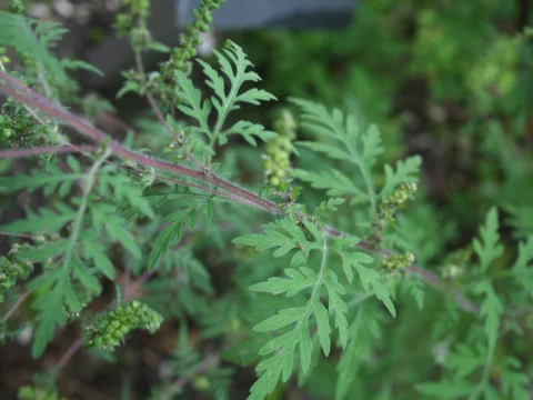 Tiges velues et feuilles vert clair profondément découpées d’un plant d’ambroisie, avec de petits épis floraux verdâtres.