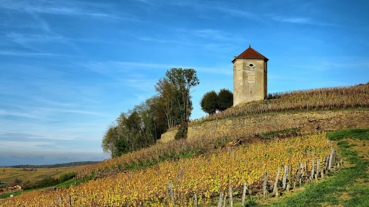 Coteau de vignes aux feuilles jaunies par l’automne, dominé par une tour carrée en pierre coiffée de tuiles, sous un ciel bleu.