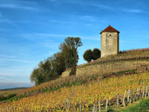 Coteau de vignes aux feuilles jaunies par l’automne, dominé par une tour carrée en pierre coiffée de tuiles, sous un ciel bleu.