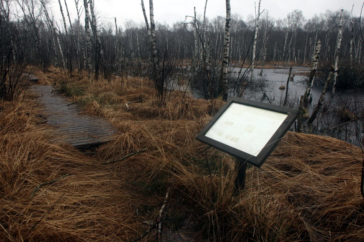 Passerelle en bois traversant une tourbière aux herbes rousses, avec un panneau d’information et des bouleaux en arrière-plan.