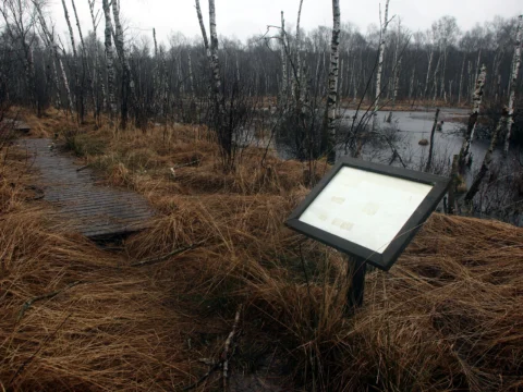 Passerelle en bois traversant une tourbière aux herbes rousses, avec un panneau d’information et des bouleaux en arrière-plan.