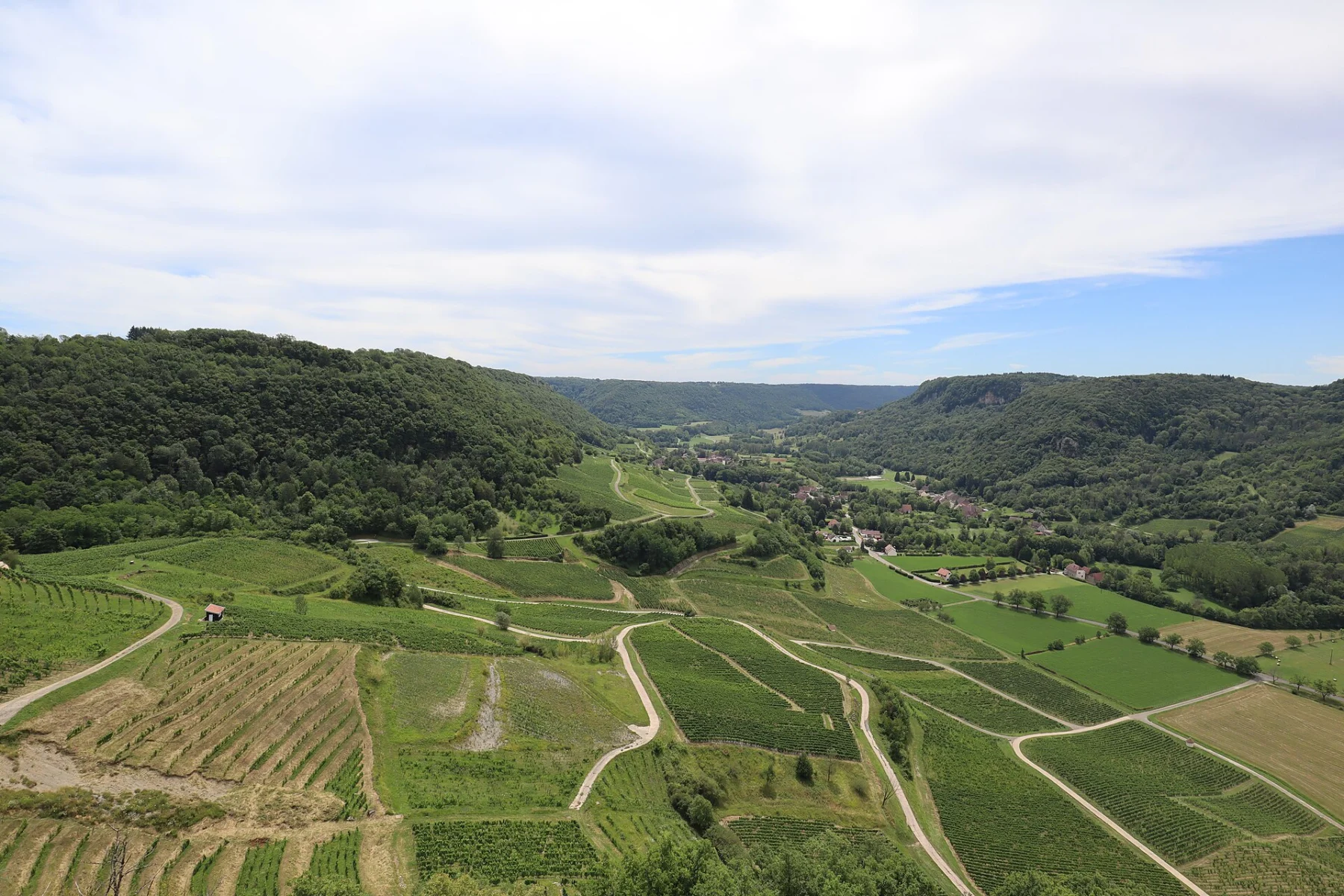 Parcelles de vigne en rangs serrés descendant vers une vallée verdoyante, encadrée de collines boisées, sous un ciel nuageux.