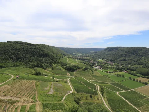 Parcelles de vigne en rangs serrés descendant vers une vallée verdoyante, encadrée de collines boisées, sous un ciel nuageux.
