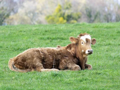 Jeune bovin couché dans l’herbe d’un pâturage près de Besançon