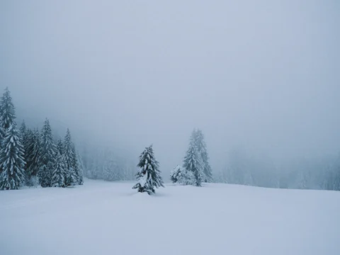 Sapins isolés dans une prairie enneigée sous la brume