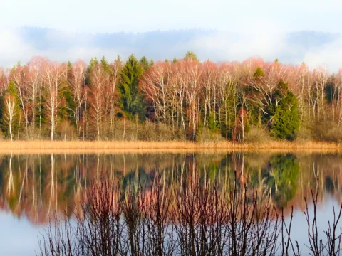 Lac gelé bordé d’arbres aux teintes d’hiver dans le Jura